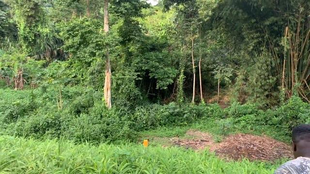 The Spicy Secret To Success: Ginger Farming In Ghana #startupnow