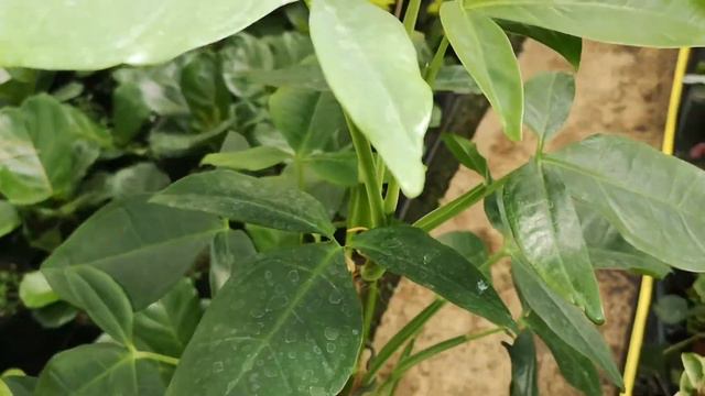 Syngonium Tri Leaf Wonder Mosspole 65cm Height | Live From The Nursery Series