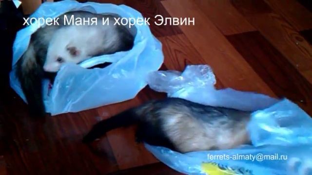 норка и хорьки дома