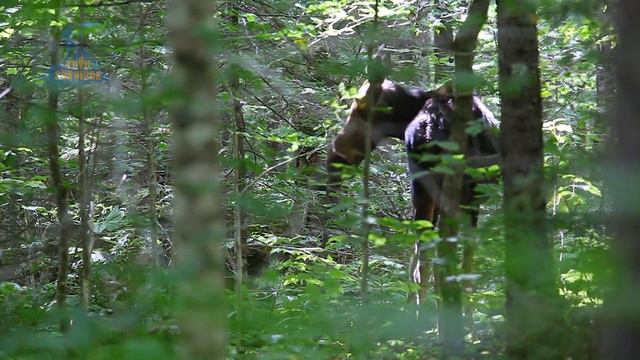 How To Deal With A Moose Encounter [WARNING SIGNS] And How To Survive