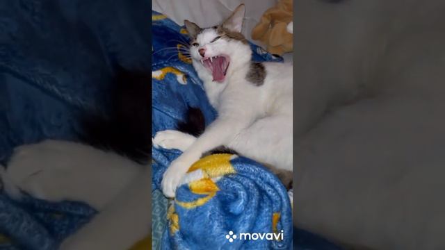 С Добрым утром🐈⬛🌞#сдобрымутром#котики #котикиприколы