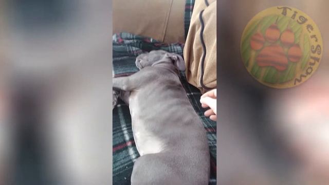 РЖУ ВЕСЬ ДЕНЬ / СМЕШНЫЕ ЖИВОТНЫЕ КОТЫ СОБАКИ ЕНОТЫ FUNNY ANIMALS COMPILATION #8