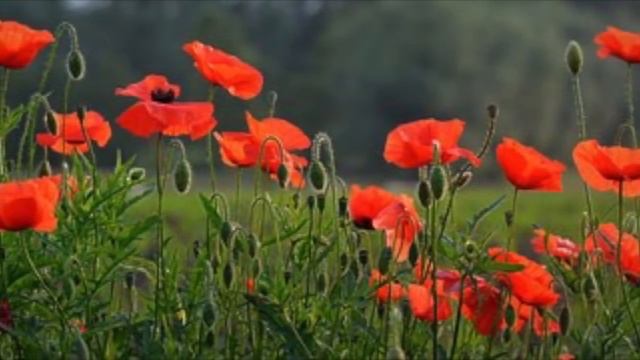 Remembrance Day Child