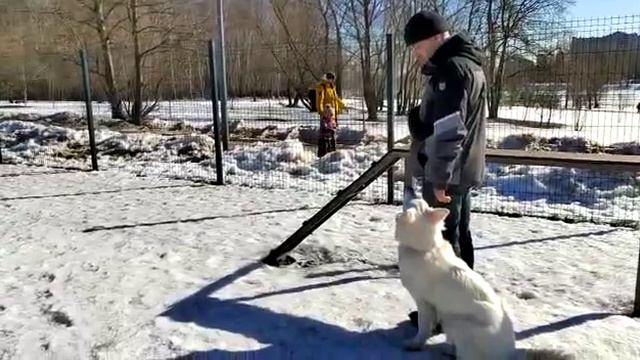 Белая швейцарская овчарка Джой, команда 