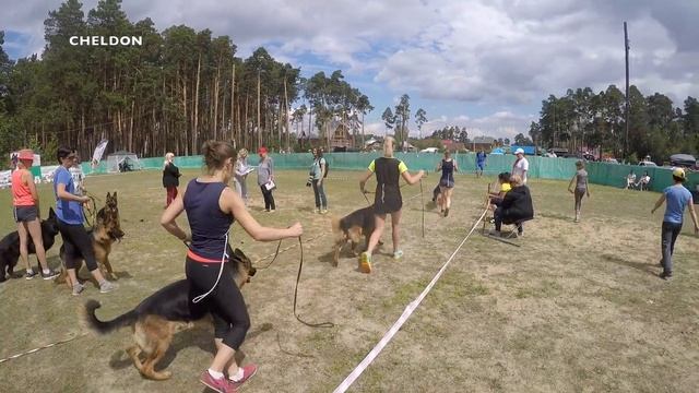 ВЫСТАВКА НЕМЕЦКИХ ОВЧАРОК(кобелей)ЮНИОР 2017.  ИНСТРУКТОР №19