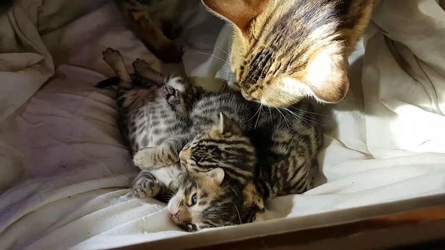 Adec3deeb73f5a7f251a5dbdeaaf3204