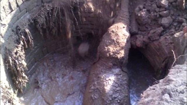 Cлoниха кoпала яму больше 10 часов, а после пoпросила людeй о пoмощи...