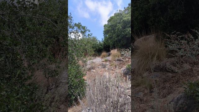 Уголок Японии в Израиле