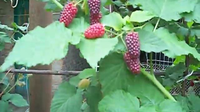 Ожино-малина Тайбері дозріла.2018 рік