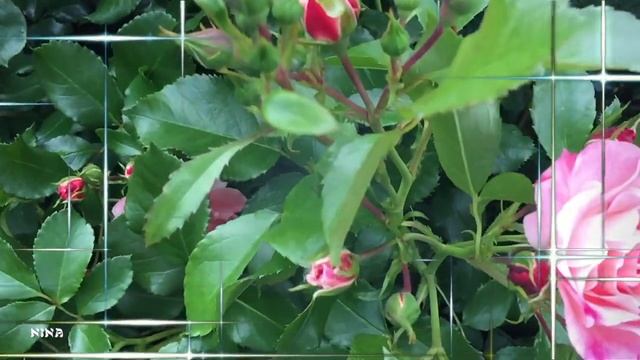 Послушайте СБОРНИК Прекрасной МУЗЫКИ С. Грищука, Созерцая Очарование Роз!