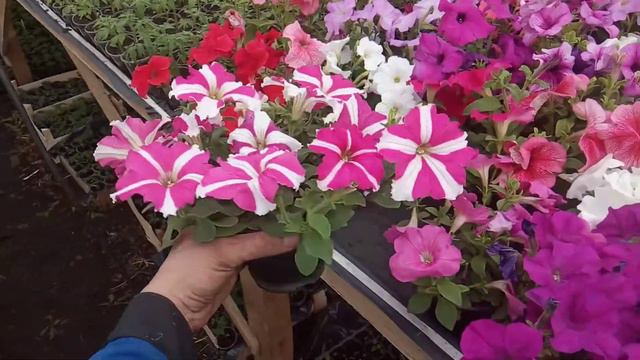 супер пышная петуния !)