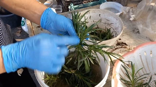 Черенкование гвоздики с результатами.