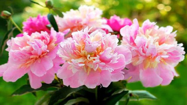 Ca325345a0e40355f5b7a6fb40725d3d