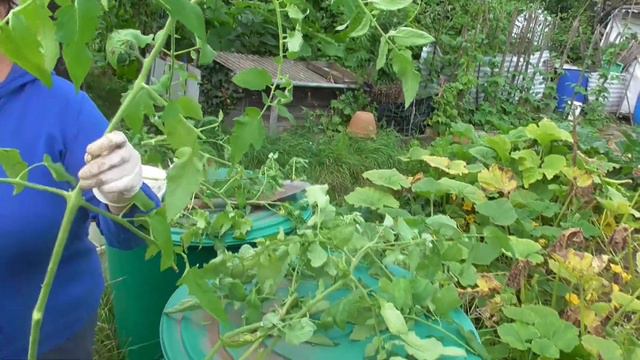 Habe Ich Die Großen Tomatenableger Umsonst Eingepflanzt ?