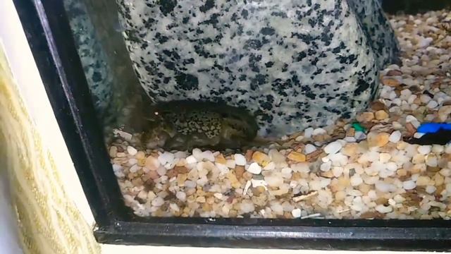 Мраморные раки