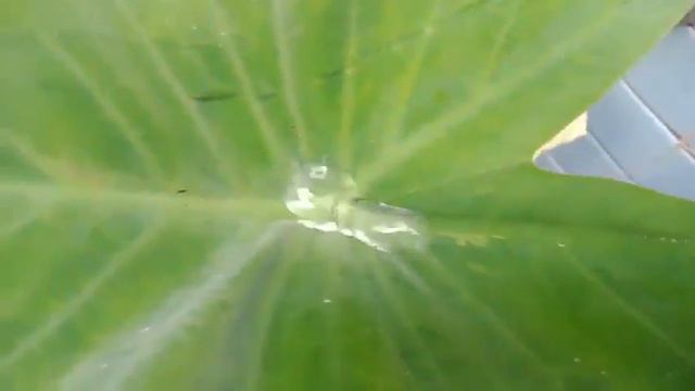 Tanaman Keladi,,, | Tanaman Talas | Bunga Keladi | Colocasia Esculenta