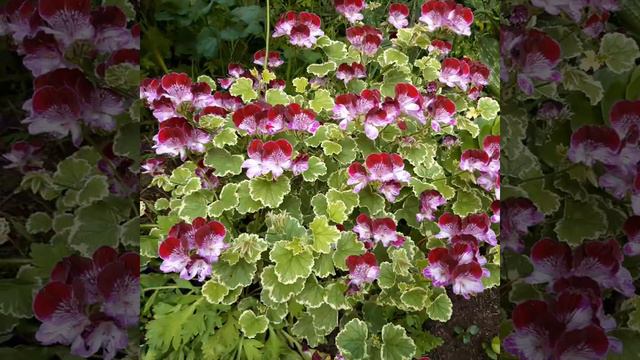 Pelargonium 'Oldbury Duet' Care
