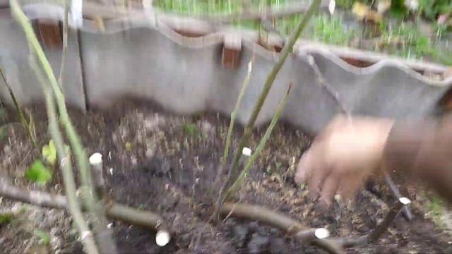 Обрізка інжира перед укриттям на зиму