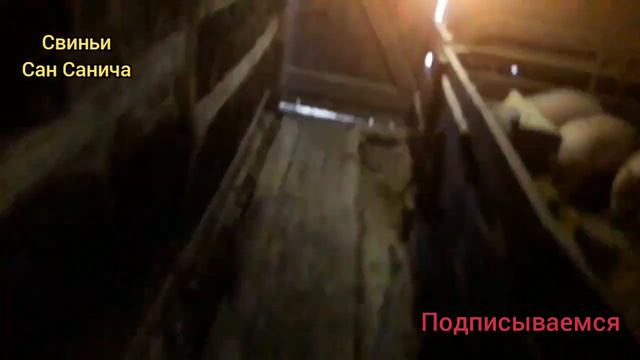 Кормим поросят, подстилаем сено