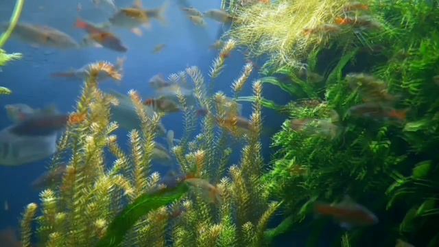 Аквариум.mp4