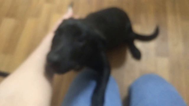 Оновлено. Вдома. Полтава. Бонечке нужен дом. Тел. ☎099 058 01 21 и ☎097 237 26 44.