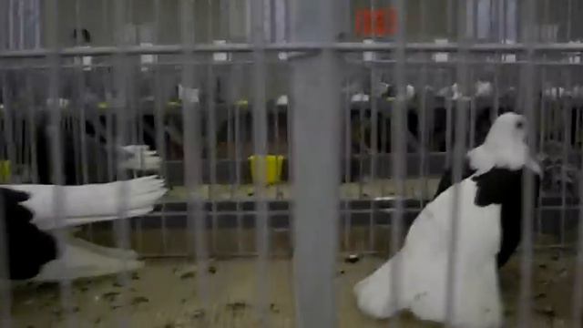 A61ad586af16f42483955dae65cd59e6