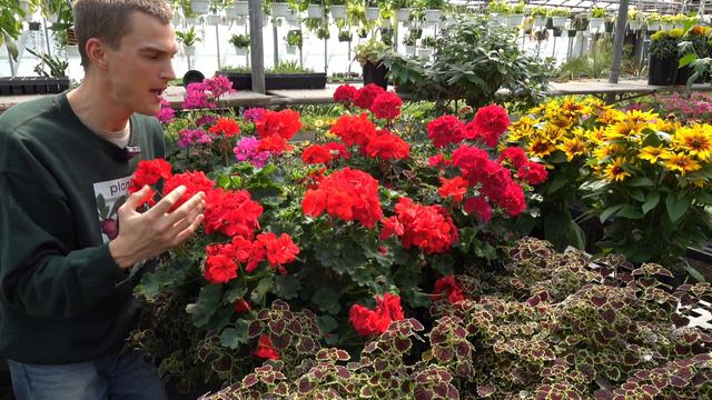 5 Easy To Grow Flowering Plants For Beginners