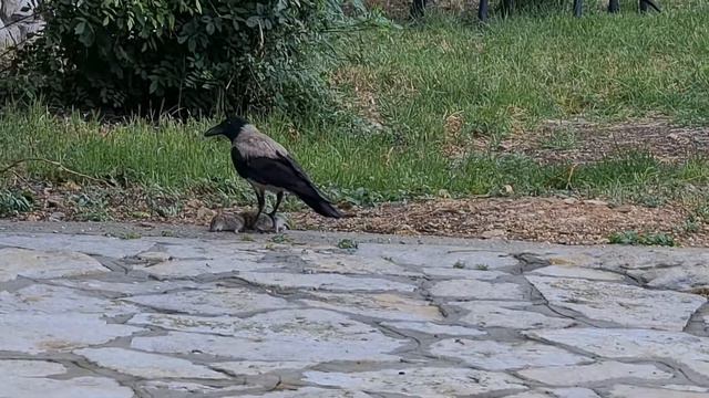 Ворона и крыса