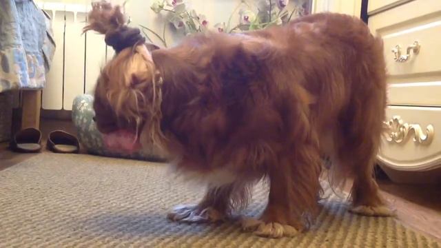 Trim ZGS4D9 1