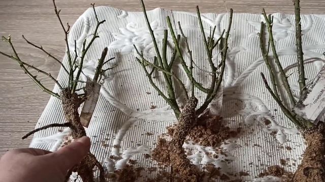 Посылка с розами из питомника Звягинцевых Воронежская область.