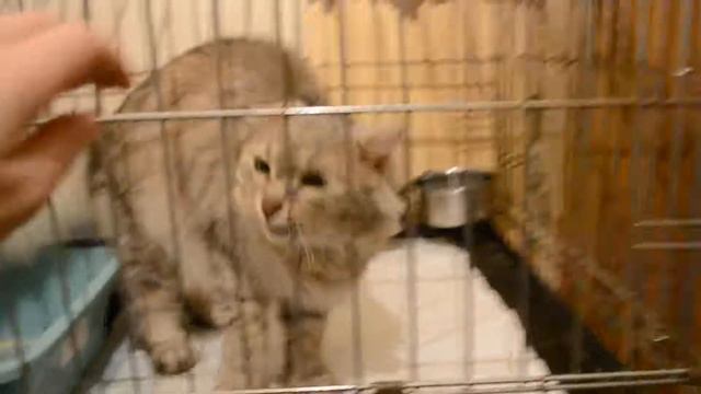 Ларсик в клетке