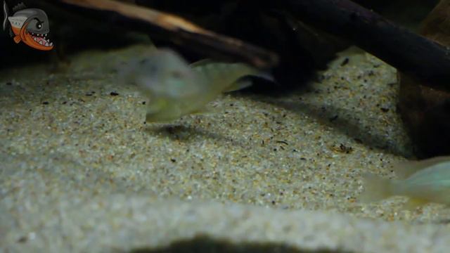 Мои аквариумы и их обитатели