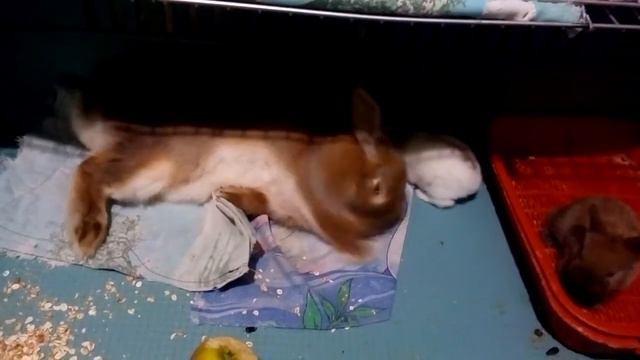 малыши(кролики)