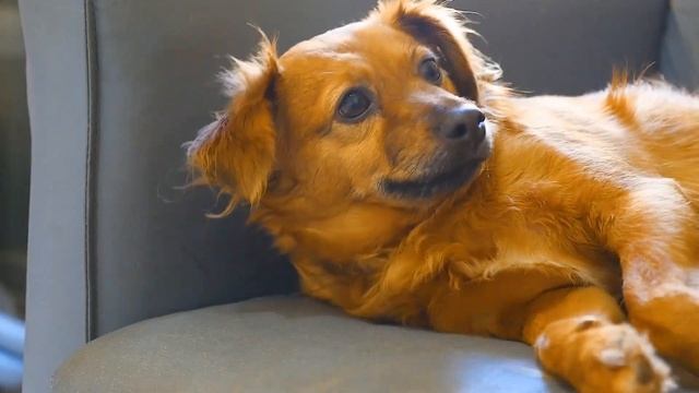 Релакс видео в котором разные животные представлены, как обладатели собственного интеллекта