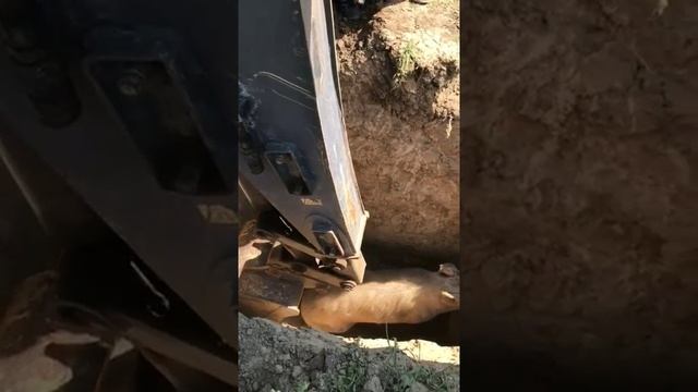 Трактором достают свинью из ямы. Трактор  Volvo.