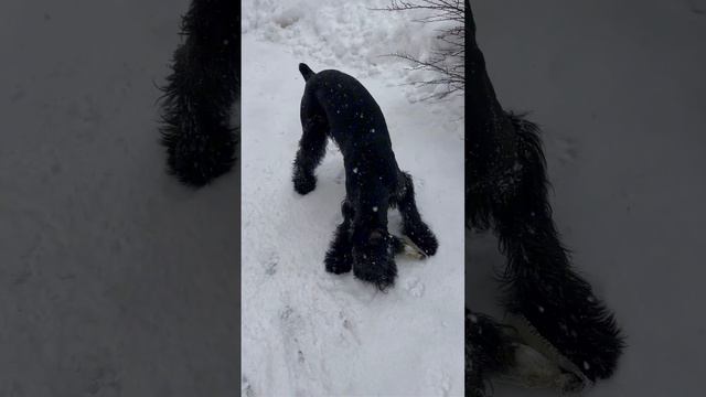 Во что поиграем? 🏉🐕🦺 #riesenschnauzer #ризеншнауцер #dog #자이언트 #giant #2024