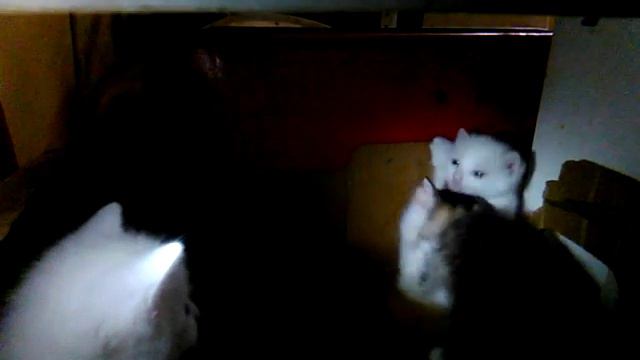 Котята в гнезде. Пока родителей нет дома.
