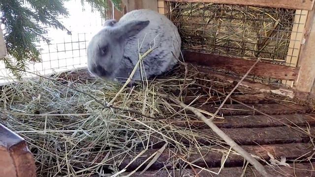 Побег с крольчатника / Новые пушистики в хозяйстве / Серебристый кролик