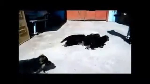 088cdf1b926554cf56e525ccd6b55cdb