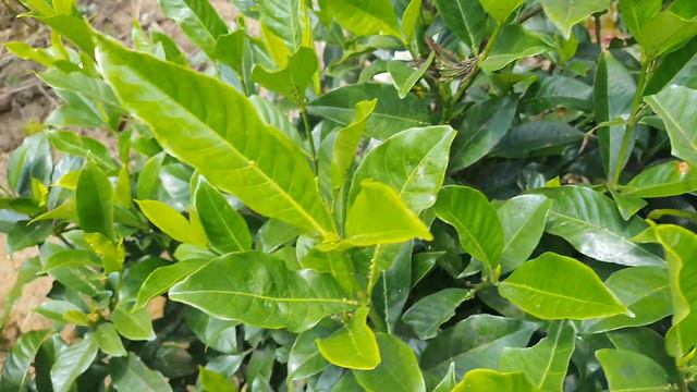 3334990248fff767ae03c329c4d8d3da