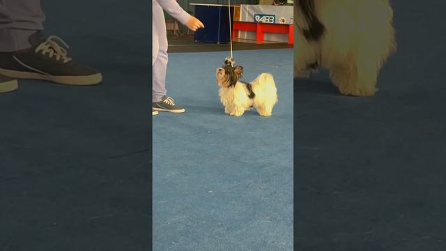 Щенок бивер Ферзь старается на тренировке!!!