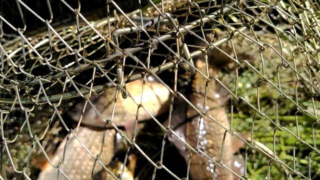 Очередная рыбалка в пруду на даче