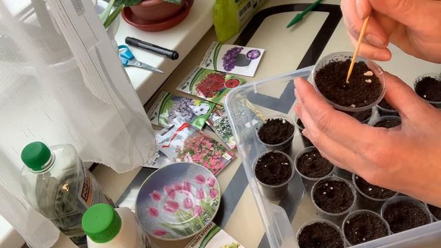 Сеем петунию.