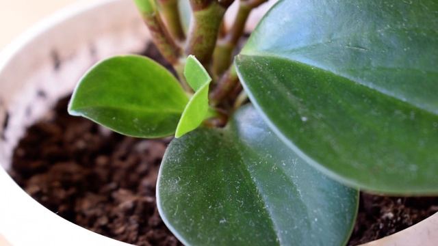 Гайдук А.Д. Макросъемка Nikon Digital Camera D5300