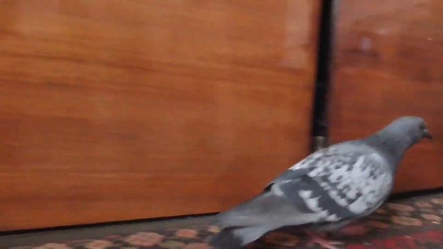 Видео 14 минут - Голубь в комнате и Геннадий Горин