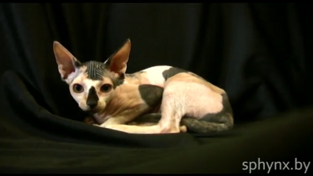 Кошка канадского сфинкса = H-2= от Sphynx-Energy