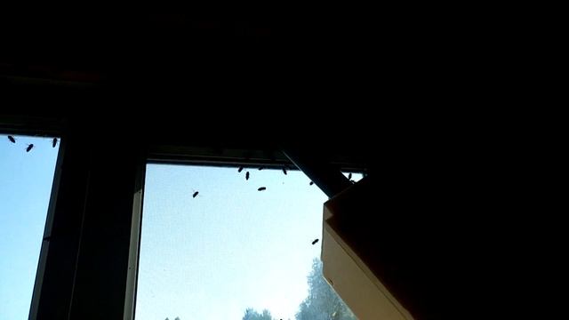 Убираем пчел из помещения для откачки