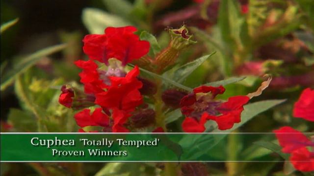 Planting Spring Blooms | Garden Style (1009)