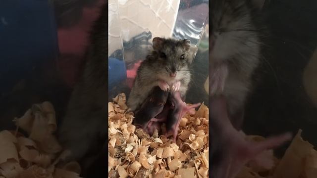 Пишите , что ещё из жизни хомяков показать??             #happy #hamster #хомяк