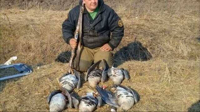 ? ВЕСЕННИЙ ГУСЬ И ВАЛЬДШНЕП. ЗАПРЕЩАЮТ ПЯТИЗАРЯДКИ.